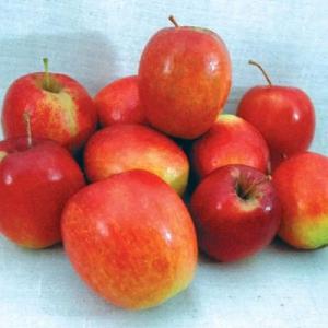 Chenango Strawberry Apple Tree